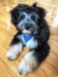 Mini Aussiedoodle Being Cute Mini Aussiedoodle Being Cute