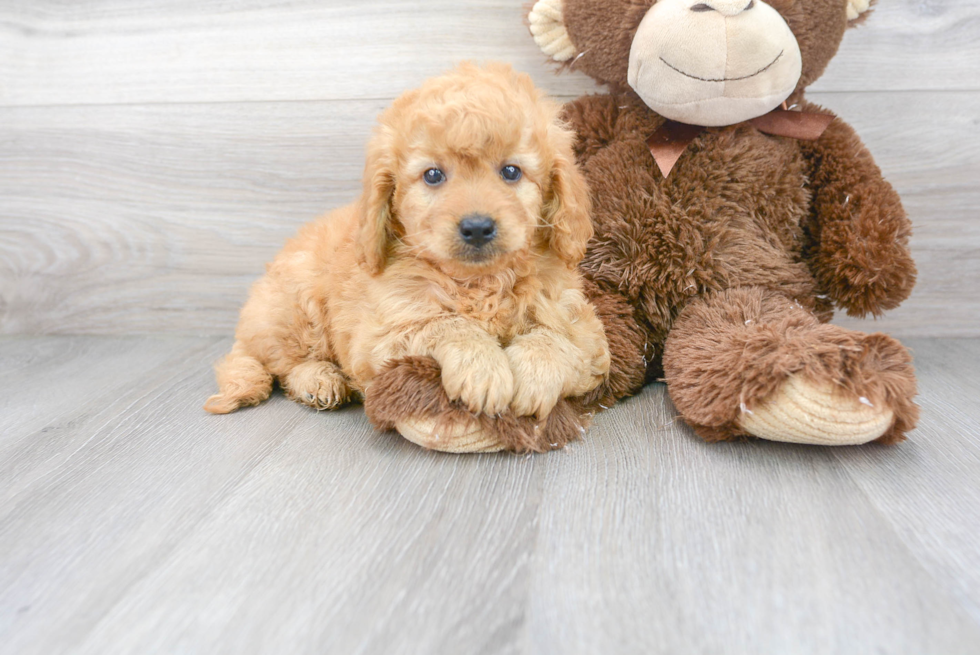 Meet Donato - our Mini Goldendoodle Puppy Photo 2/3 - Florida Fur Babies