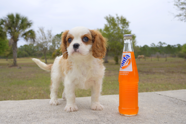 Meet Dean - our Cavalier King Charles Spaniel Puppy Photo 1/3 - Florida Fur Babies