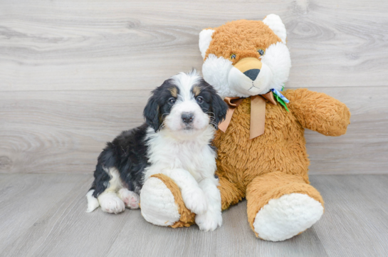 12 week old Mini Bernedoodle Puppy For Sale - Florida Fur Babies