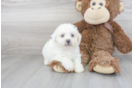 Meet Alero - our Bichon Frise Puppy Photo 2/3 - Florida Fur Babies