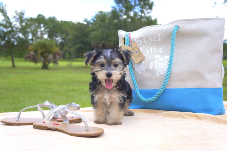Meet Laura - our Morkie Puppy Photo 4/4 - Florida Fur Babies