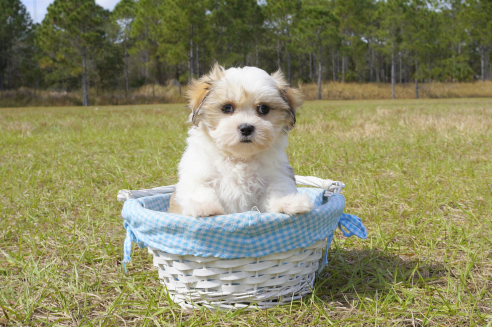 Meet Ally - our Teddy Bear Puppy Photo 4/4 - Florida Fur Babies