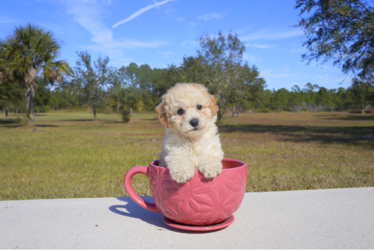 Meet Zelly - our Maltipoo Puppy Photo 1/3 - Florida Fur Babies