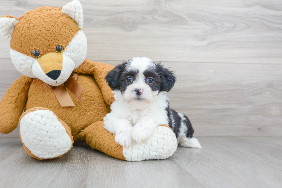 Meet Cassandra - our Teddy Bear Puppy Photo 1/3 - Florida Fur Babies