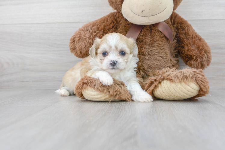 Meet Beth - our Teddy Bear Puppy Photo 1/3 - Florida Fur Babies