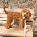 Puppy For Sale - Florida Fur Babies Puppy For Sale - Florida Fur Babies