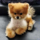 Cute Pomeranian Pup