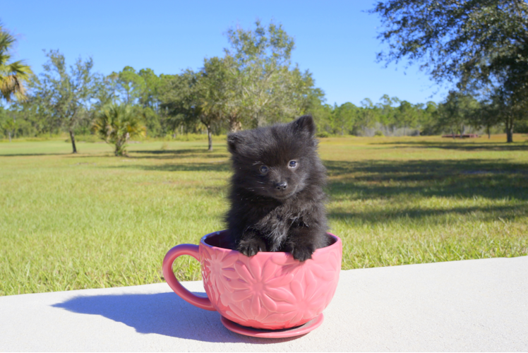 Meet Olive - our Pomeranian Puppy Photo 2/5 - Florida Fur Babies