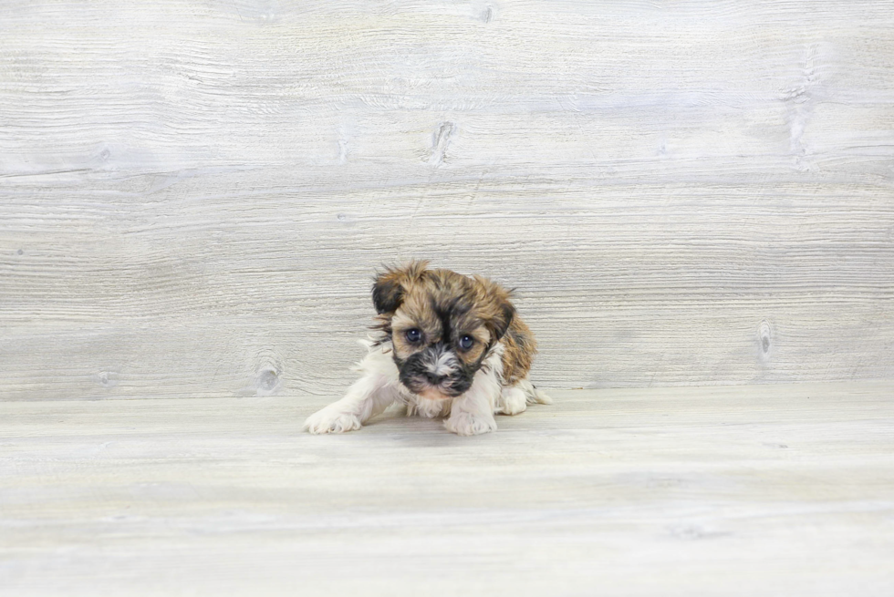 Meet Rico - our Havanese Puppy Photo 3/4 - Florida Fur Babies