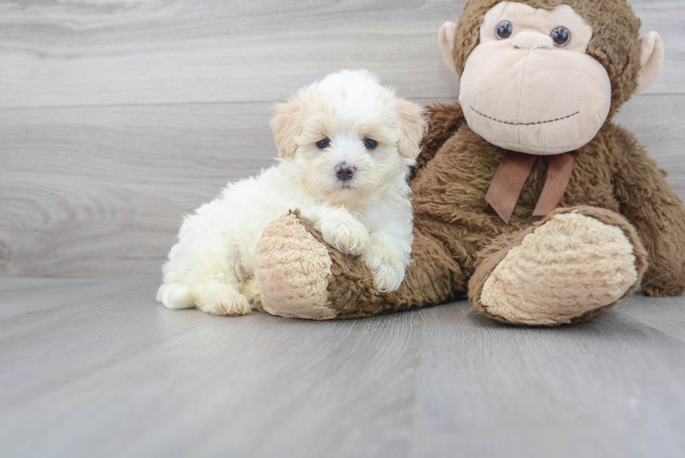 Meet Henry - our Maltipoo Puppy Photo 2/3 - Florida Fur Babies