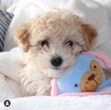 Cute Maltipoo Poodle Mix Pup Cute Maltipoo Poodle Mix Pup