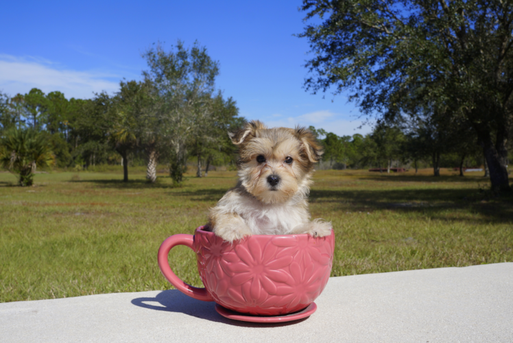 Meet Bella - our Morkie Puppy Photo 3/3 - Florida Fur Babies