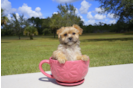 Meet River - our Morkie Puppy Photo 3/5 - Florida Fur Babies