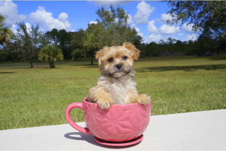 Meet River - our Morkie Puppy Photo 3/5 - Florida Fur Babies