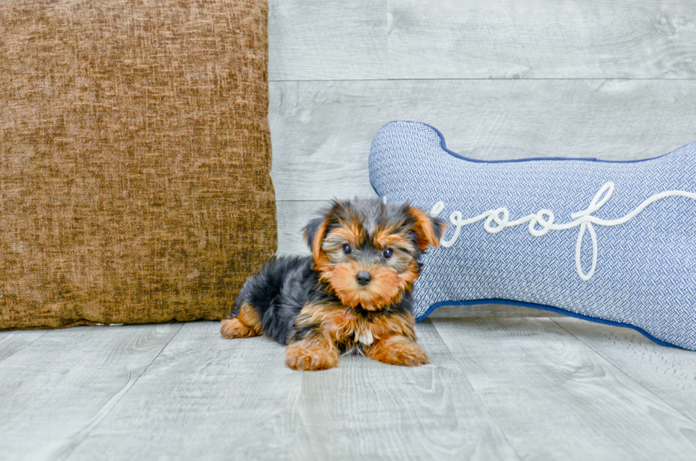 Meet Avery - our Yorkshire Terrier Puppy Photo 2/3 - Florida Fur Babies