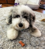 Cute Sheep Dog Poodle Mix Pup Cute Sheep Dog Poodle Mix Pup