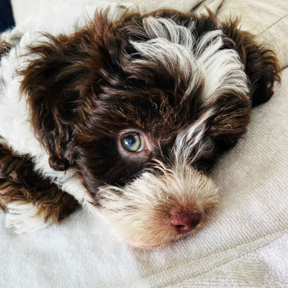 Cute Bichpoo Poodle Mix Pup