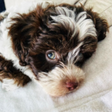 Cute Bichpoo Poodle Mix Pup Cute Bichpoo Poodle Mix Pup