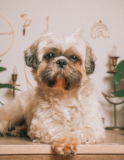 Cute Teddy Bear Designer Pup