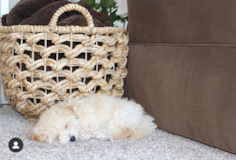 Poochon Being Cute Poochon Being Cute