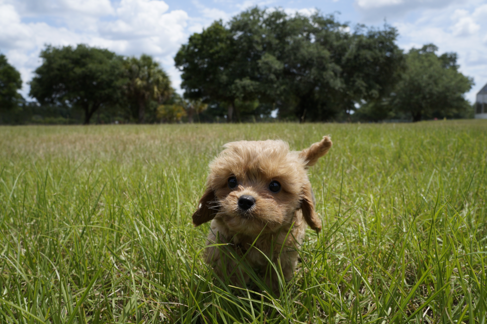 Meet Beauty - our Cavapoo Puppy Photo 4/6 - Florida Fur Babies