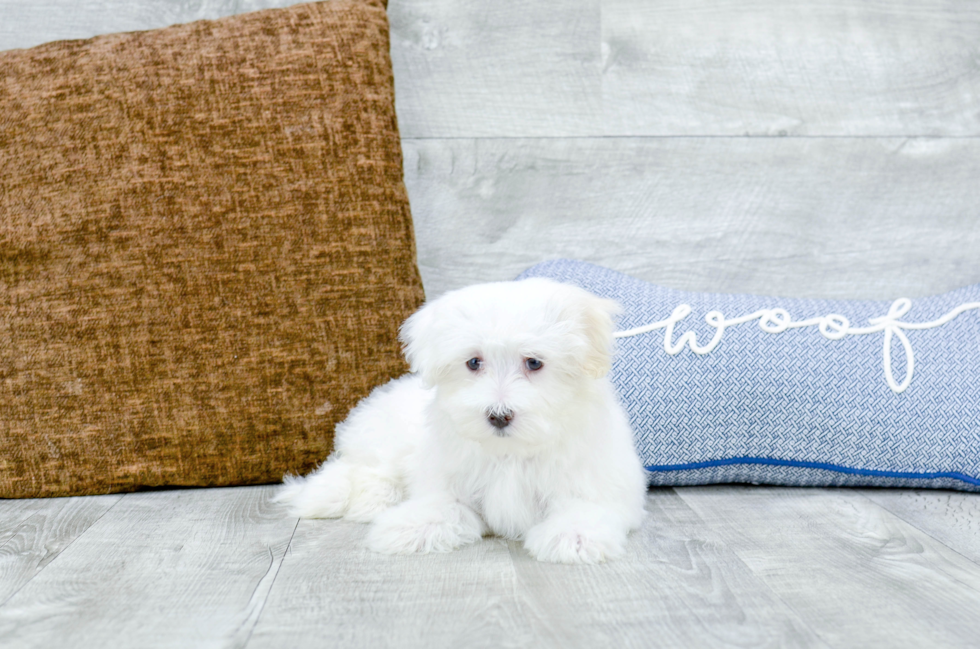 Meet Martin - our Maltese Puppy Photo 2/5 - Florida Fur Babies