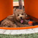 Puppy For Sale - Florida Fur Babies Puppy For Sale - Florida Fur Babies