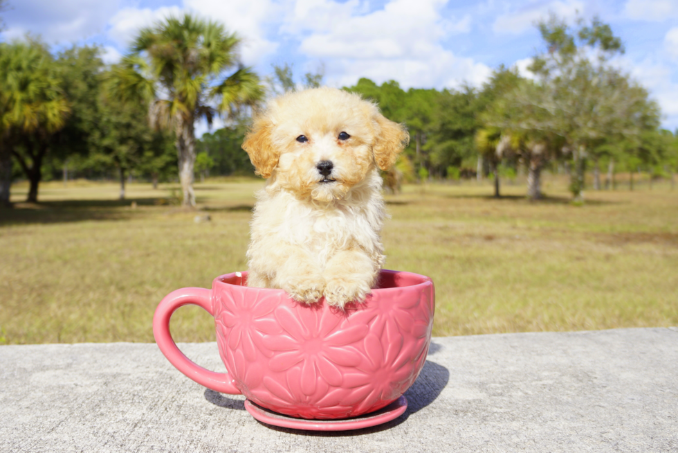 Meet Max - our Cavapoo Puppy Photo 3/3 - Florida Fur Babies