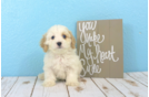 Meet  Zoey - our Cavachon Puppy Photo 2/3 - Florida Fur Babies