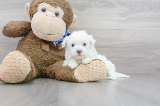 14 week old Havapoo Puppy For Sale - Florida Fur Babies
