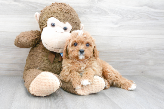 17 week old Cavapoo Puppy For Sale - Florida Fur Babies
