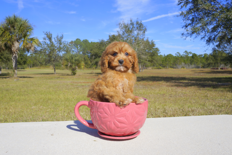 Meet  Buddy - our Cavapoo Puppy Photo 2/3 - Florida Fur Babies