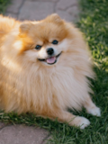 Pomeranian Being Cute