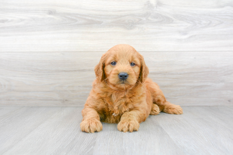 Meet Astro - our Mini Goldendoodle Puppy Photo 1/3 - Florida Fur Babies