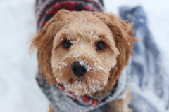 Cute Cavapoo Pup