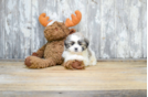 Meet Zoey - our Teddy Bear Puppy Photo 2/3 - Florida Fur Babies