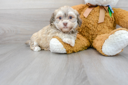 14 week old Havanese Puppy For Sale - Florida Fur Babies