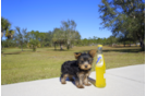 Meet Koal - our Yorkshire Terrier Puppy Photo 1/4 - Florida Fur Babies