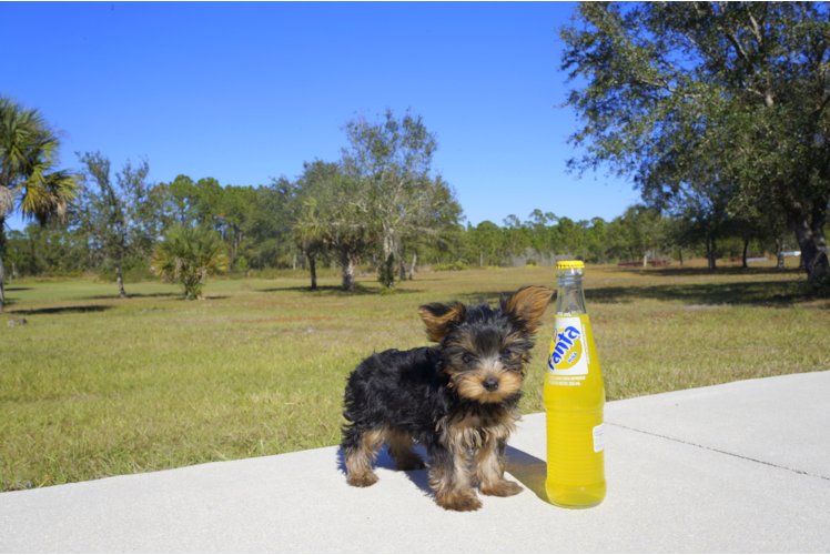 Meet Koal - our Yorkshire Terrier Puppy Photo 1/4 - Florida Fur Babies
