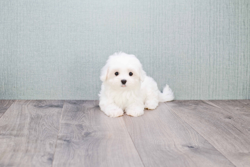 Meet  Luna - our Maltese Puppy Photo 2/7 - Florida Fur Babies