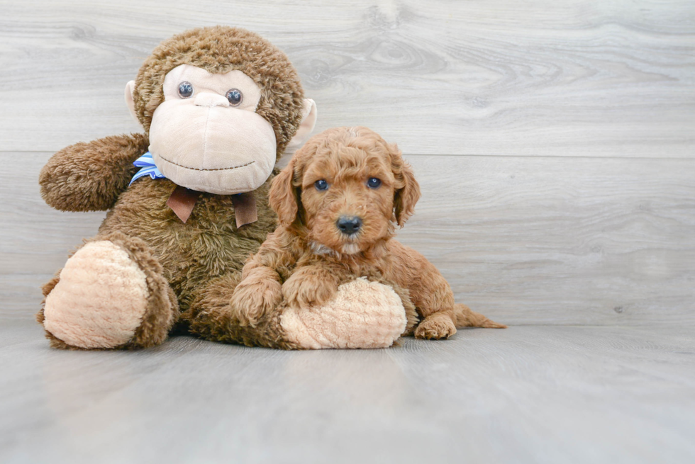 Meet Prescott - our Mini Goldendoodle Puppy Photo 2/3 - Florida Fur Babies