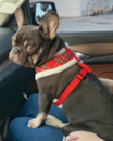 Puppy For Sale - Florida Fur Babies Puppy For Sale - Florida Fur Babies