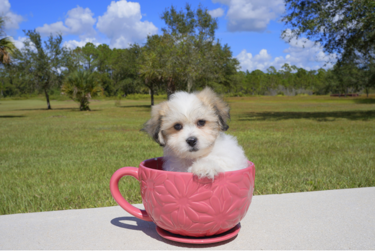 Meet  Charmaine - our Teddy Bear Puppy Photo 4/4 - Florida Fur Babies