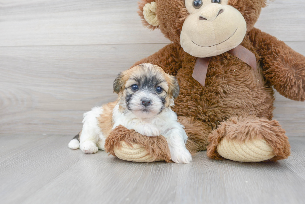Meet Leah - our Teddy Bear Puppy Photo 2/3 - Florida Fur Babies