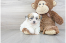 Meet Joann - our Teddy Bear Puppy Photo 2/3 - Florida Fur Babies