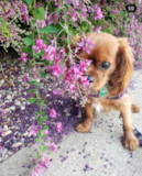 Cavalier King Charles Spaniel Being Cute