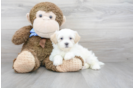 Meet Aiden - our Shih Poo Puppy Photo 2/3 - Florida Fur Babies