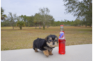 Meet Bravo - our Morkie Puppy Photo 4/4 - Florida Fur Babies