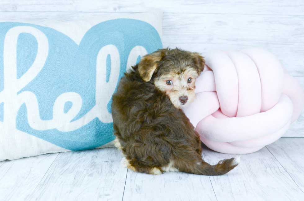 Meet  Megan - our Morkie Puppy Photo 2/5 - Florida Fur Babies